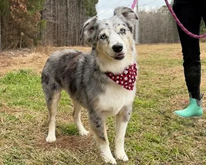 Bluegrass thumbnail 3