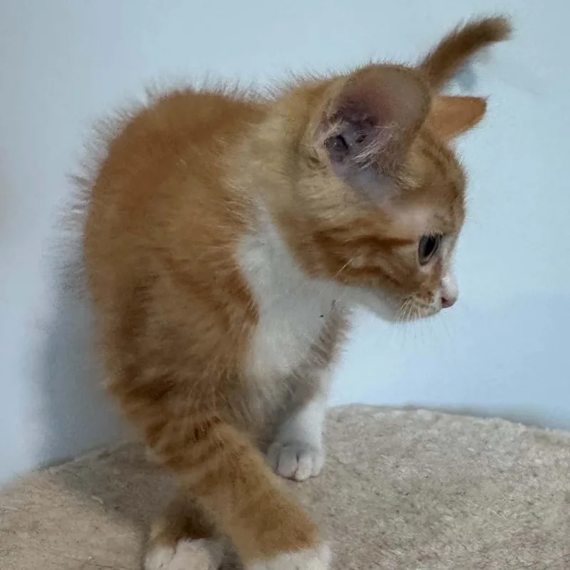 A baby small-sized male American Shorthair cat named Benjamin for adoption in Danbury, CT