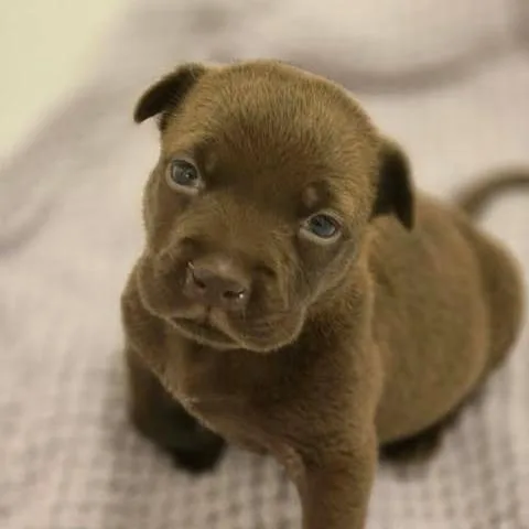 A baby small-sized female Brown / Chocolate Pit Bull Terrier dog named Clover for adoption in Buffalo, MN