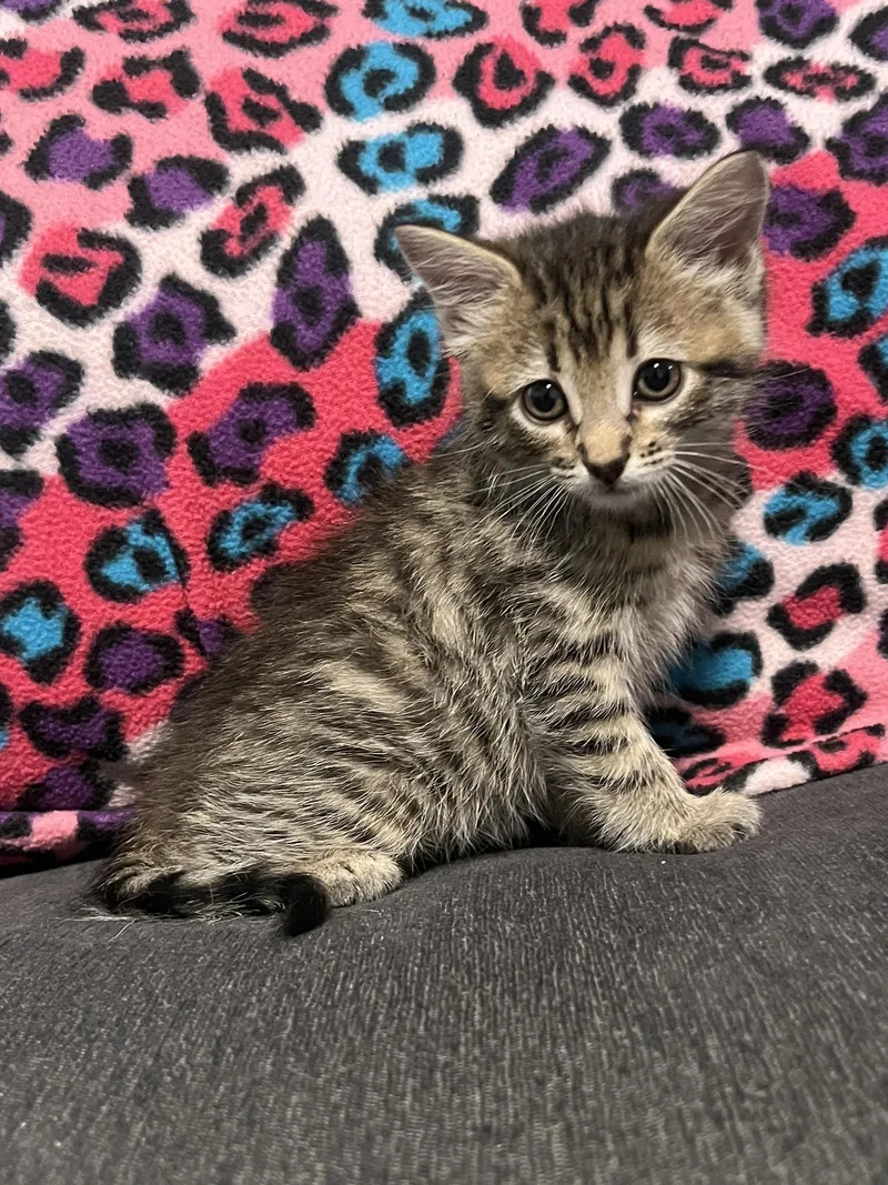 A baby medium-sized female Tabby (Leopard / Spotted) Tabby cat named Haha for adoption in Fruit Heights, UT