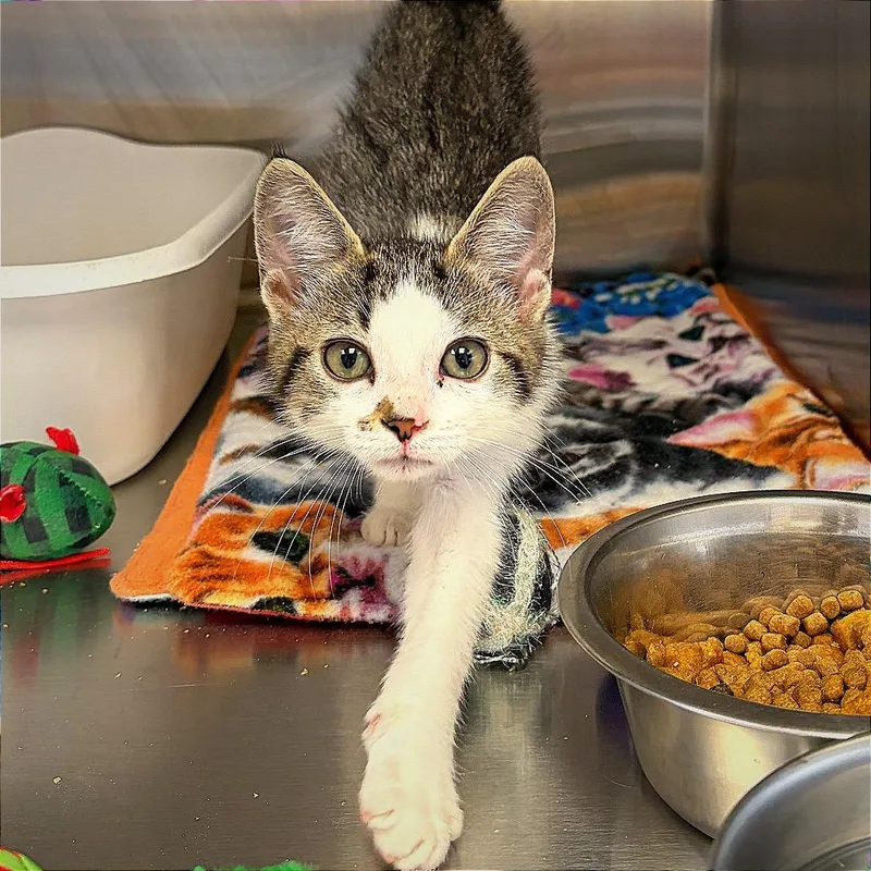 A baby small-sized female White Domestic Short Hair cat named Ms. Captain Toot for adoption in Hannibal, MO