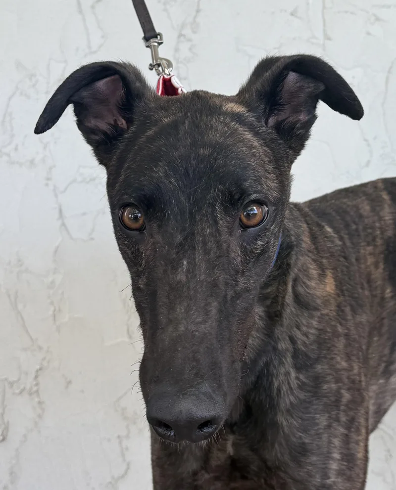 An adult large-sized male Brindle Greyhound dog named Piston for adoption in Coon Rapids, MN