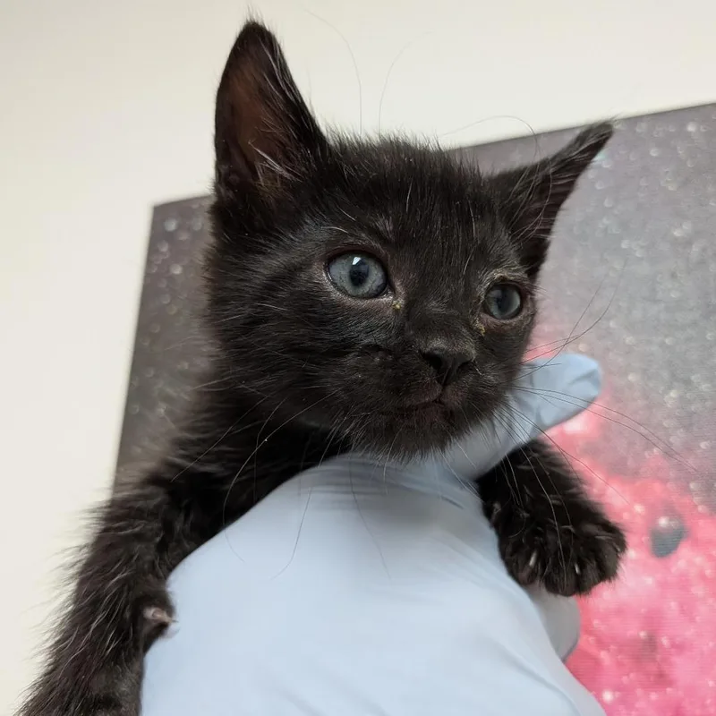 A baby small-sized female Black Domestic Short Hair cat named Azula for adoption in Long Beach, CA