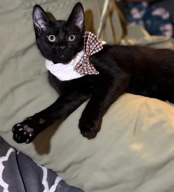 A baby small-sized male Domestic Short Hair cat named Ozzy for adoption in Sacramento, CA