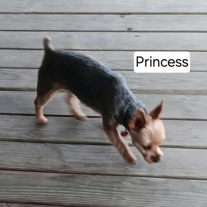 An adult small-sized female Yorkshire Terrier dog named pRINCESS for adoption in Spring Hill, KS