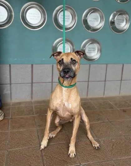 A young medium-sized male Mixed Breed dog named Pippen for adoption in Honolulu, HI