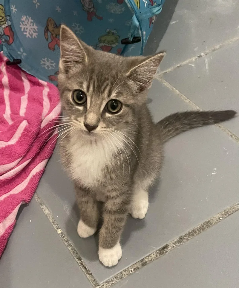 Bryceportofino Petsmart