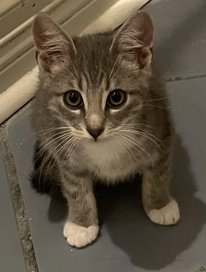 Bryceportofino Petsmart thumbnail 2