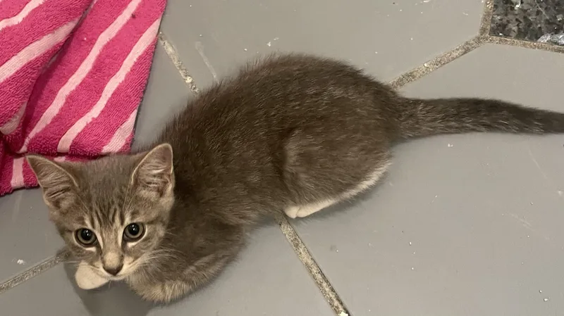 Bryceportofino Petsmart thumbnail 3