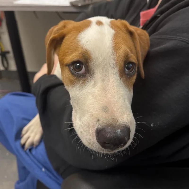 A baby medium-sized male Mixed Breed dog named Henry for adoption in Columbiana, AL