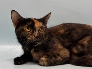 An adult small-sized female Domestic Short Hair cat named Cookie for adoption in Golden Valley, MN