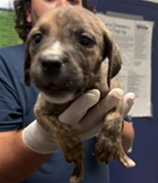 A baby small-sized male Pit Bull Terrier dog named Batman for adoption in Bakersfield, CA