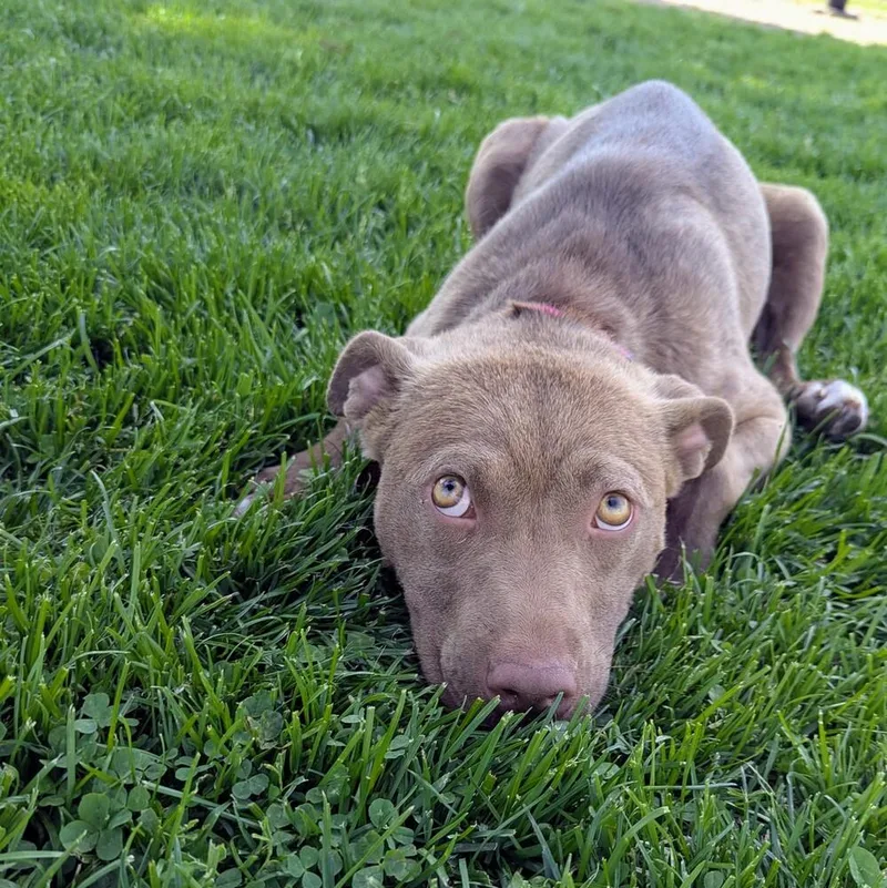A young medium-sized female American Staffordshire Terrier dog named Potato for adoption in Grand Rapids, MI