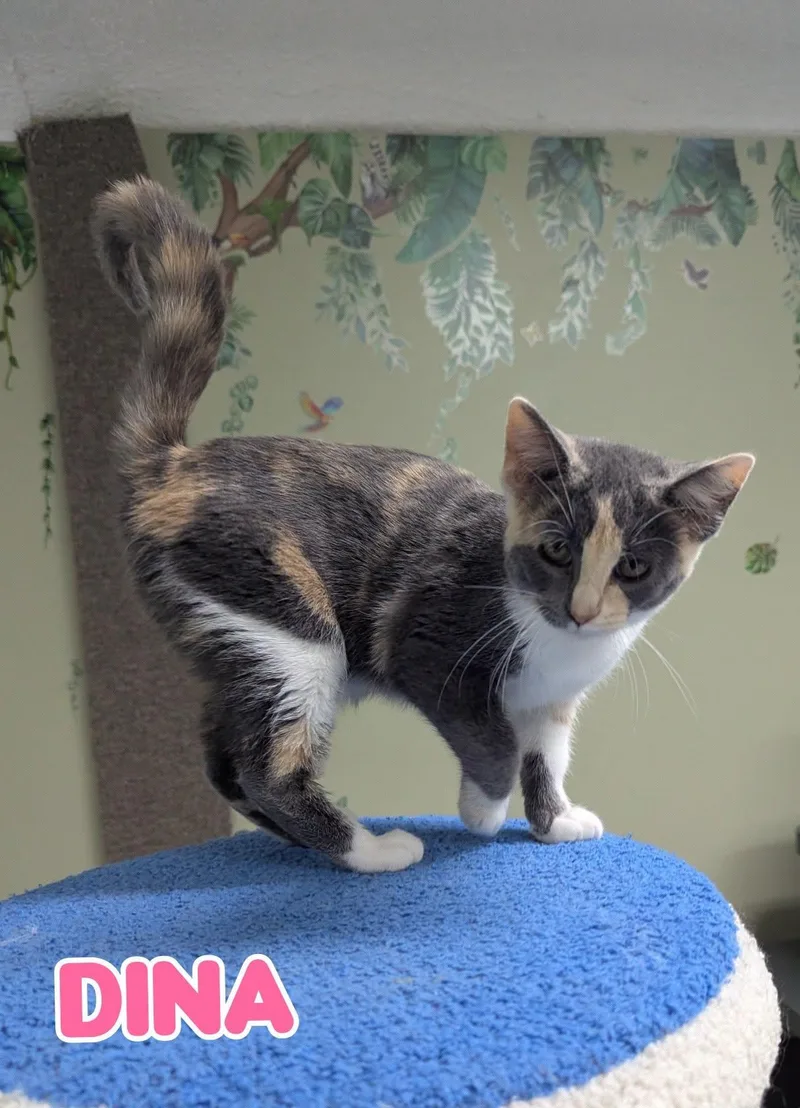 A baby medium-sized female Domestic Short Hair cat named Dina for adoption in New Baltimore, MI