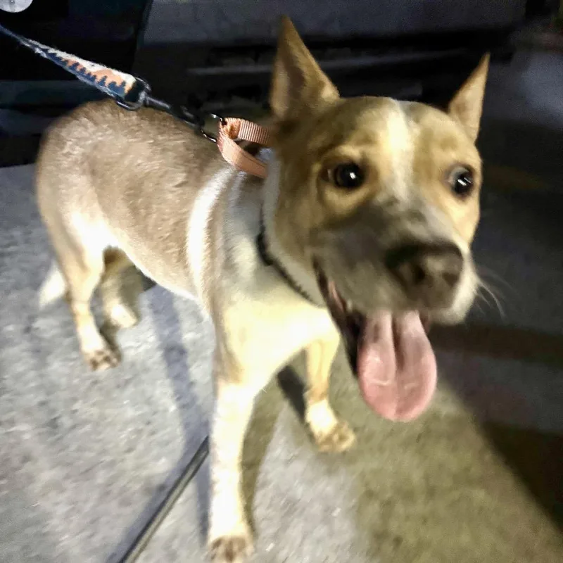 A young medium-sized male Red / Chestnut / Orange Australian Cattle Dog / Blue Heeler dog named Apollorusty for adoption in North Port, FL