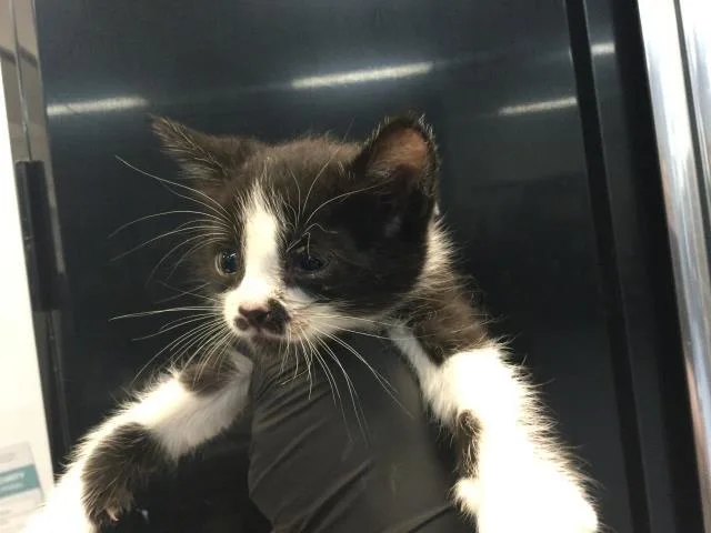 A baby small-sized male Domestic Short Hair cat named Walter for adoption in Thousand Palms, CA