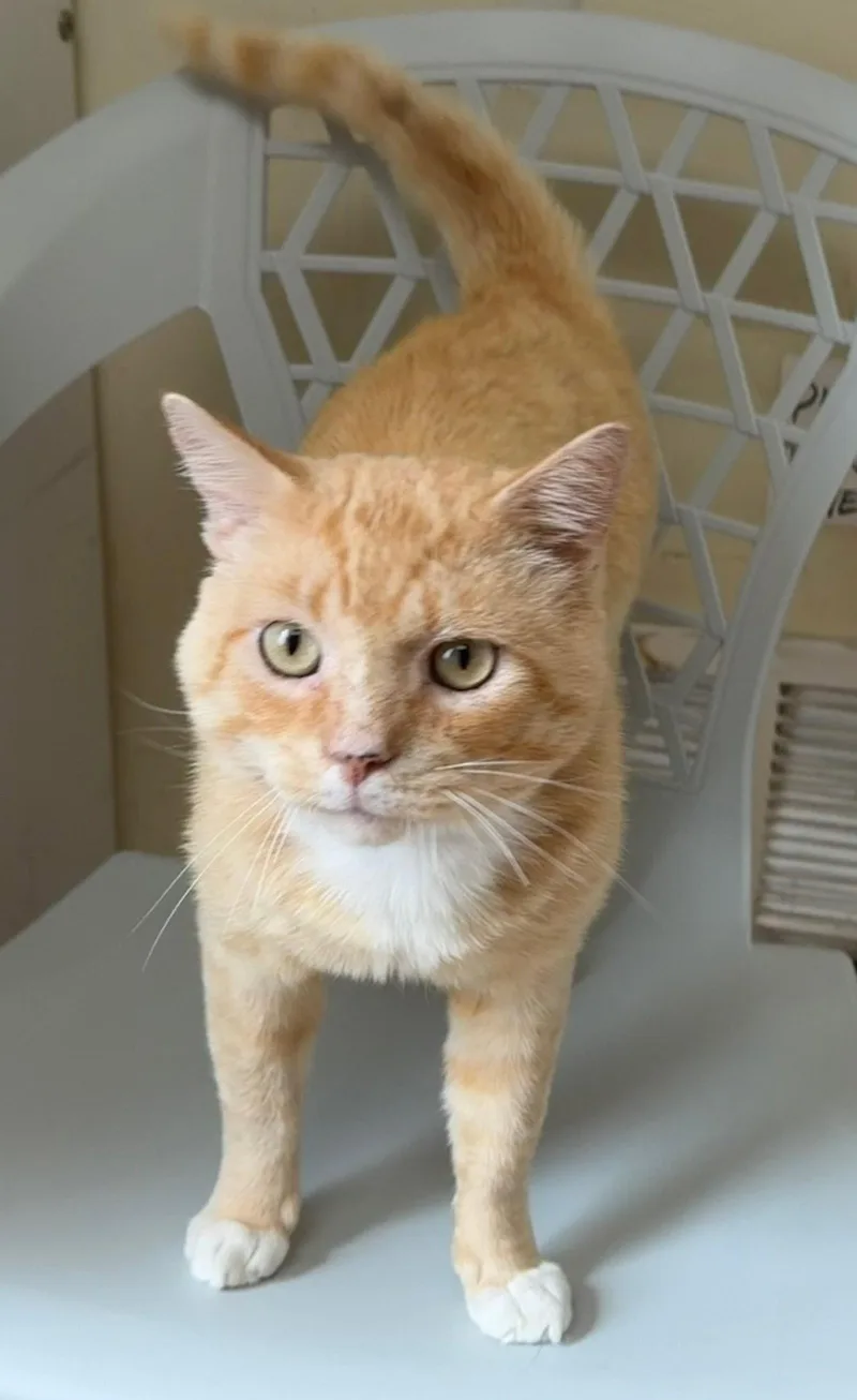 A young medium-sized male Orange / Red Domestic Short Hair cat named Coconut Tart for adoption in Alexandria, VA