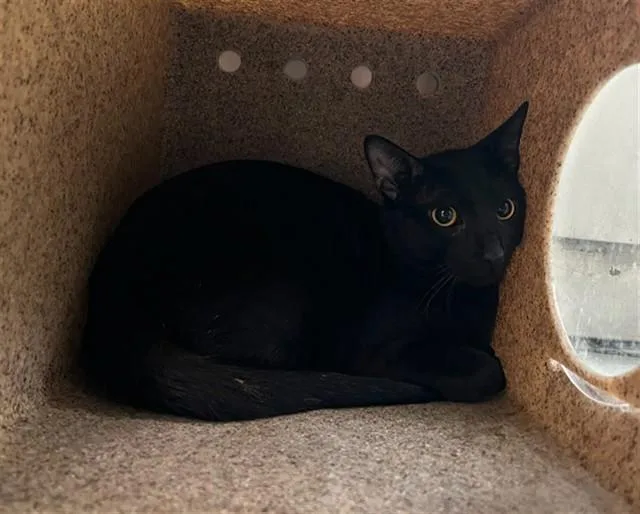 A young medium-sized male Domestic Short Hair cat named Phantom for adoption in Lancaster, CA