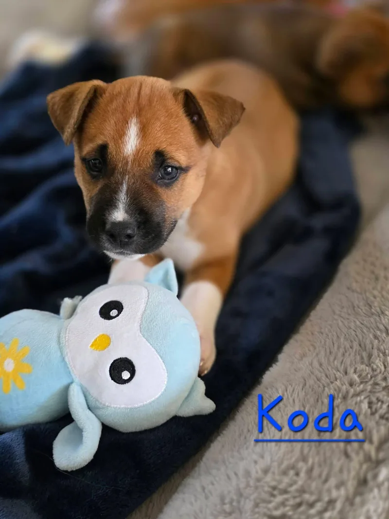 A baby large-sized male Black Mouth Cur dog named Koda for adoption in Berlin, NJ