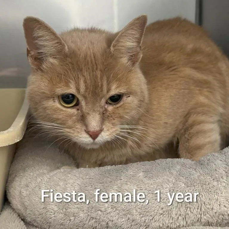 A young medium-sized female Orange / Red Domestic Short Hair cat named Fiesta for adoption in Toms Brook, VA