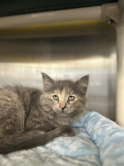 A baby small-sized female Domestic Short Hair cat named Kiwi for adoption in Munster, IN