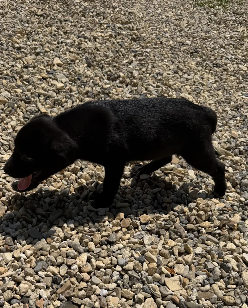 A baby medium-sized female German Shepherd Dog dog named Cocoa for adoption in Kiln, MS