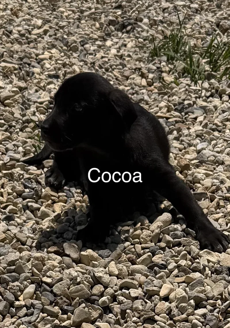 Cocoa thumbnail 2
