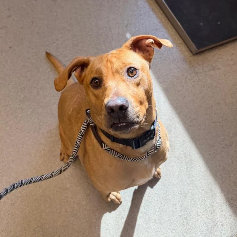 An adult medium-sized female Yellow / Tan / Blond / Fawn Mixed Breed dog named Roxi for adoption in Fredericksburg, VA