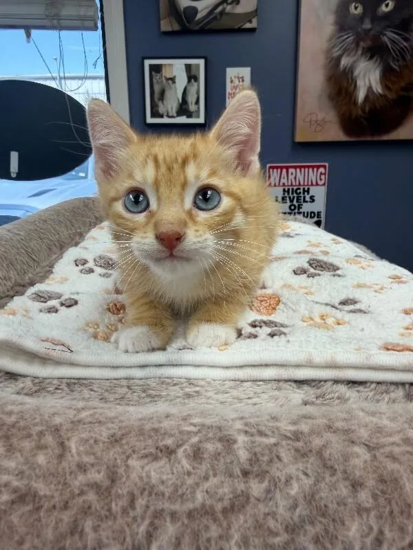 A baby medium-sized male Tabby cat named Aster for adoption in Belton, MO