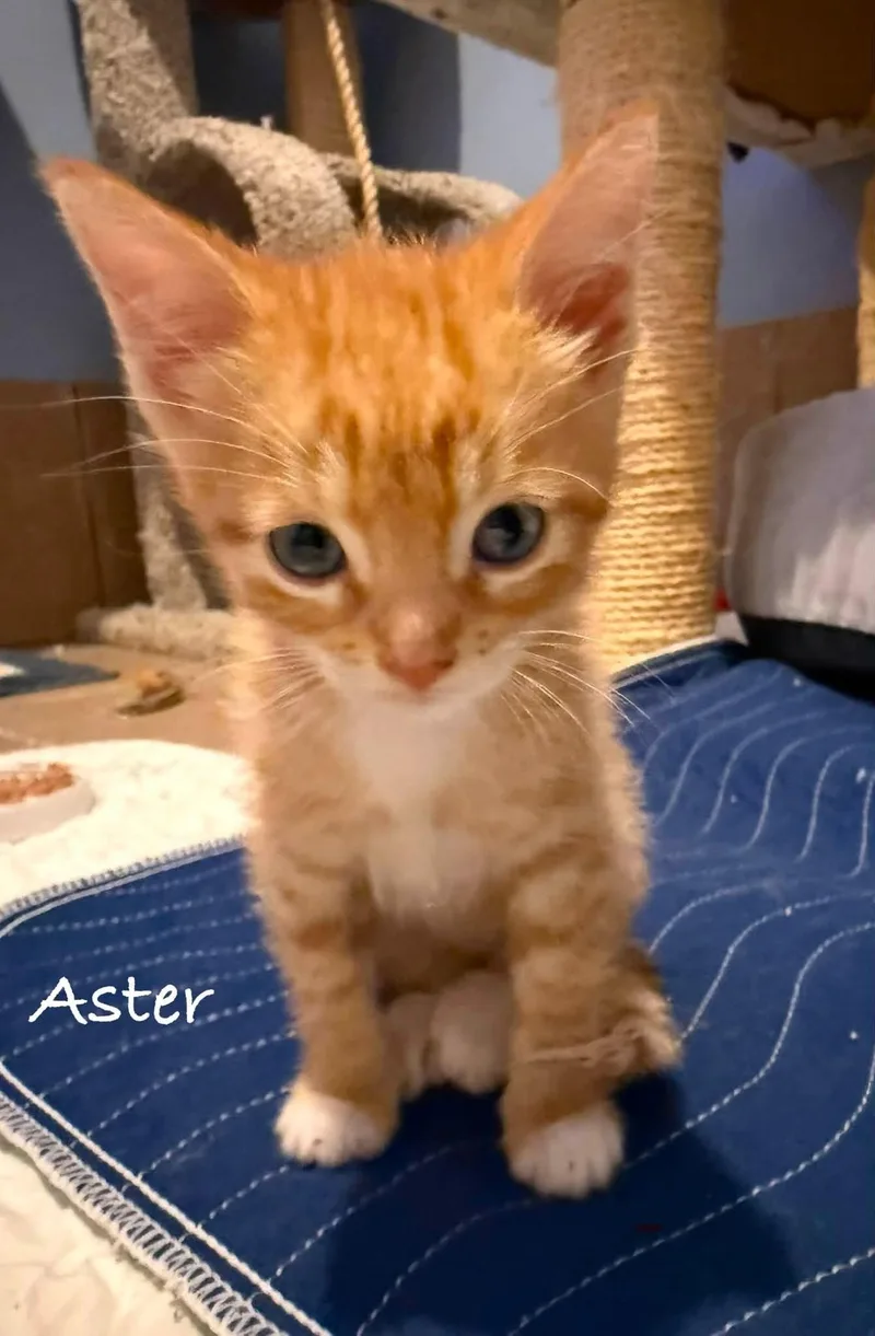 Aster thumbnail 2
