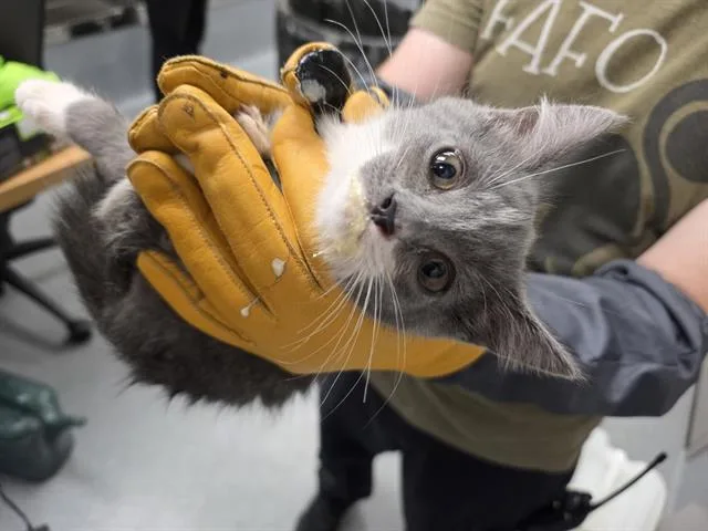 A baby small-sized female Domestic Short Hair cat named Kyla for adoption in Indianapolis, IN