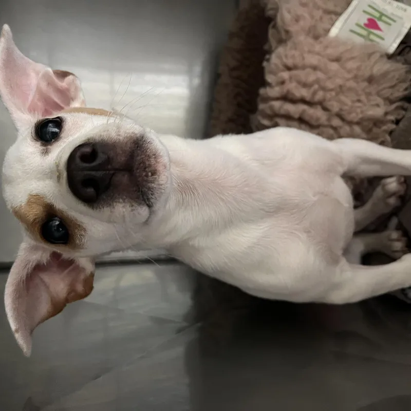 A baby small-sized male White / Cream Jack Russell Terrier dog named Rex for adoption in Colbert, GA