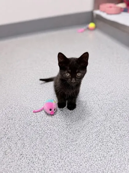 A baby medium-sized male Black Domestic Medium Hair cat named Salami for adoption in Tinley Park, IL