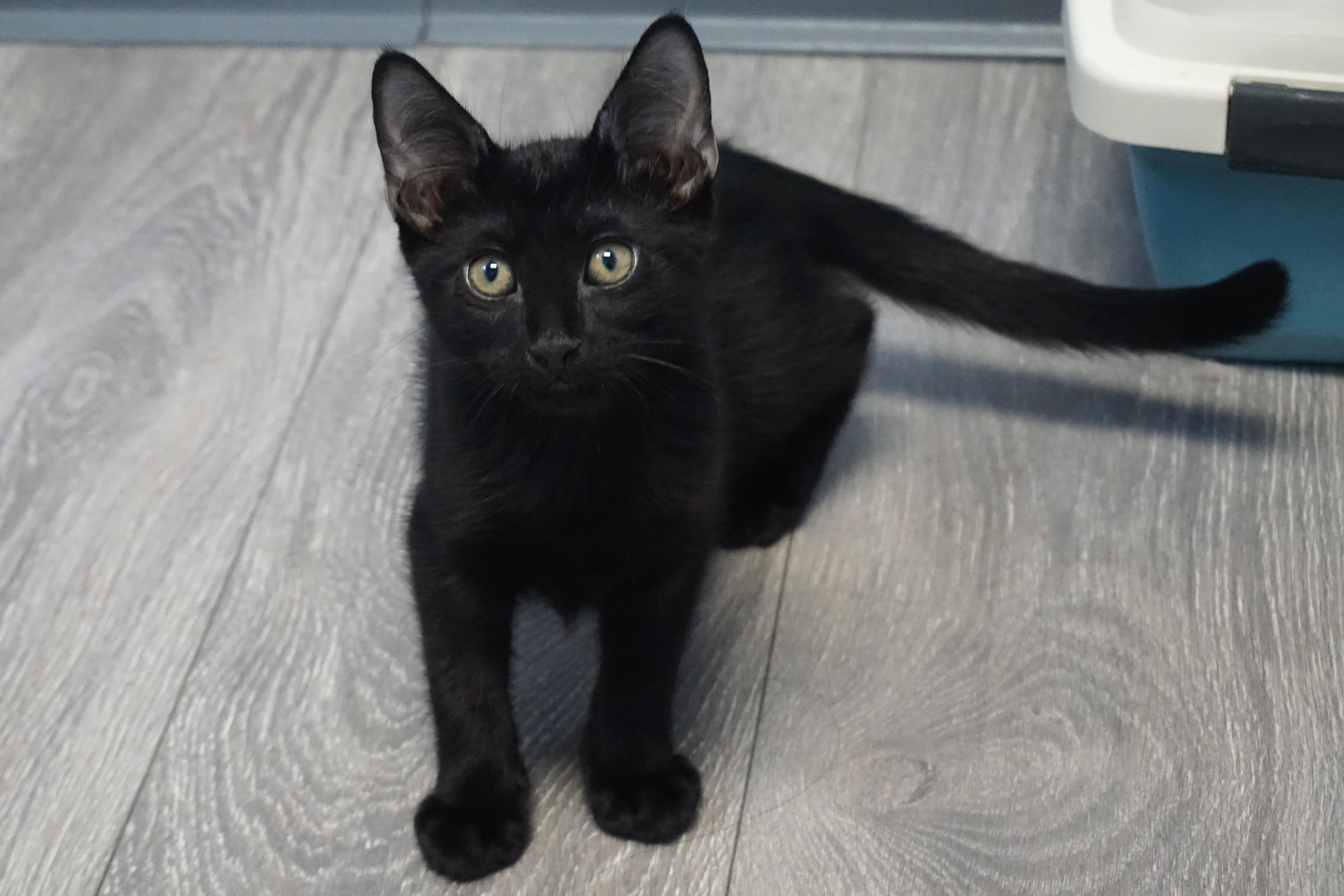 A baby small-sized male Domestic Short Hair cat named Fresco for adoption in Fountain Hills, AZ