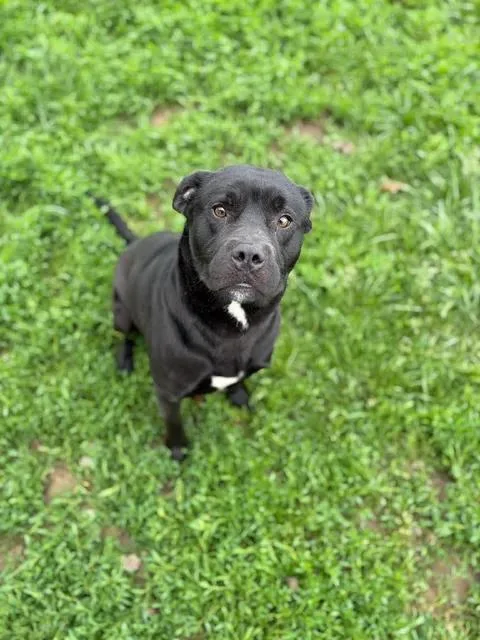An adult medium-sized male Black Labrador Retriever dog named Raymond for adoption in Brownstown, IN