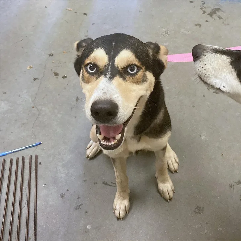 A young medium-sized female Yellow / Tan / Blond / Fawn Mixed Breed dog named Blossom for adoption in Memphis, TN