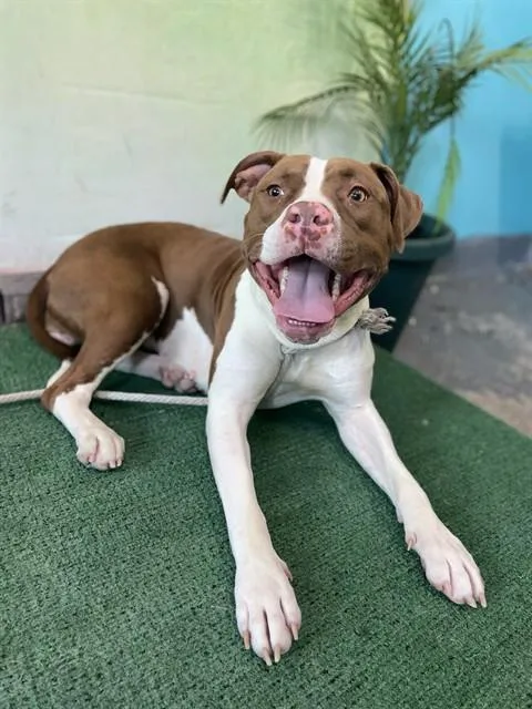 An adult medium-sized female Pit Bull Terrier dog named A for adoption in Baldwin Park, CA