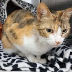 An adult medium-sized female Orange / Red Domestic Short Hair cat named Grandma Margie for adoption in Bullhead City, AZ