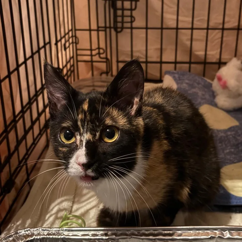 A young medium-sized female Calico Domestic Short Hair cat named Kat for adoption in Vineland, NJ