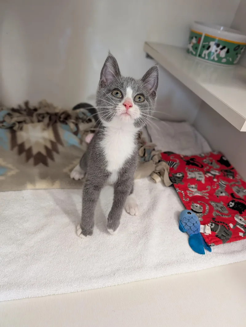 A baby medium-sized male Domestic Short Hair cat named Didymus for adoption in Cape Girardeau, MO