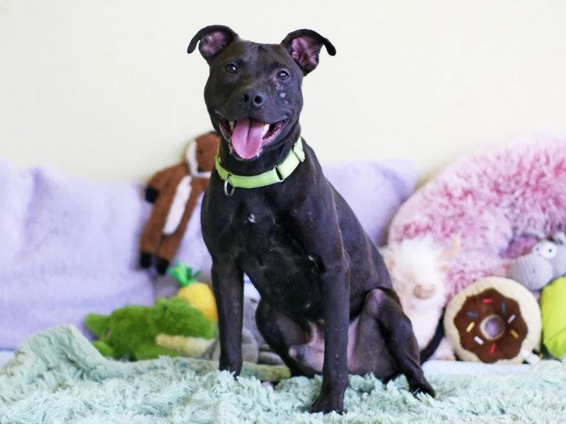 A young medium-sized male Pit Bull Terrier dog named Stirling for adoption in Tavares, FL