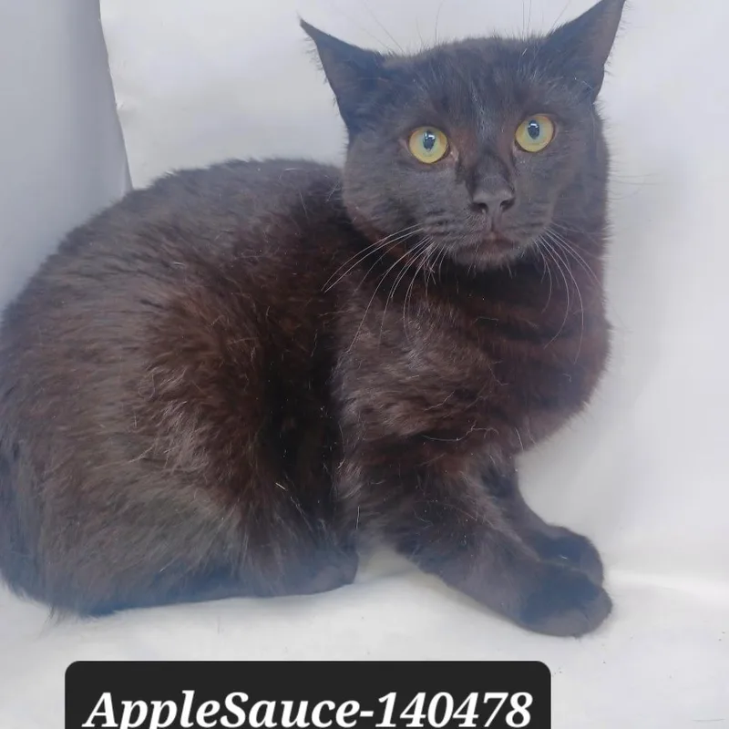 A young small-sized male Domestic Short Hair cat named Applesauce for adoption in New Tazewell, TN