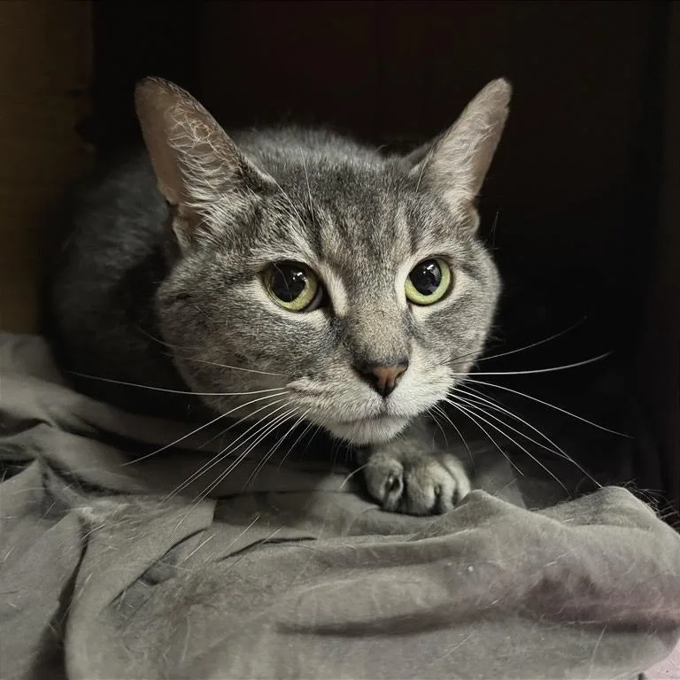 A senior medium-sized female Gray / Blue / Silver Domestic Short Hair cat named Reign for adoption in Saint Louis, MO