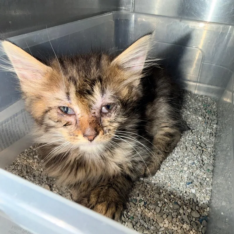 A baby small-sized female Brown / Chocolate Domestic Short Hair cat named Olive for adoption in Columbus, GA