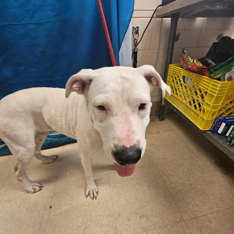 An adult medium-sized female White / Cream Mixed Breed dog named Winter for adoption in Lake Panasoffkee, FL