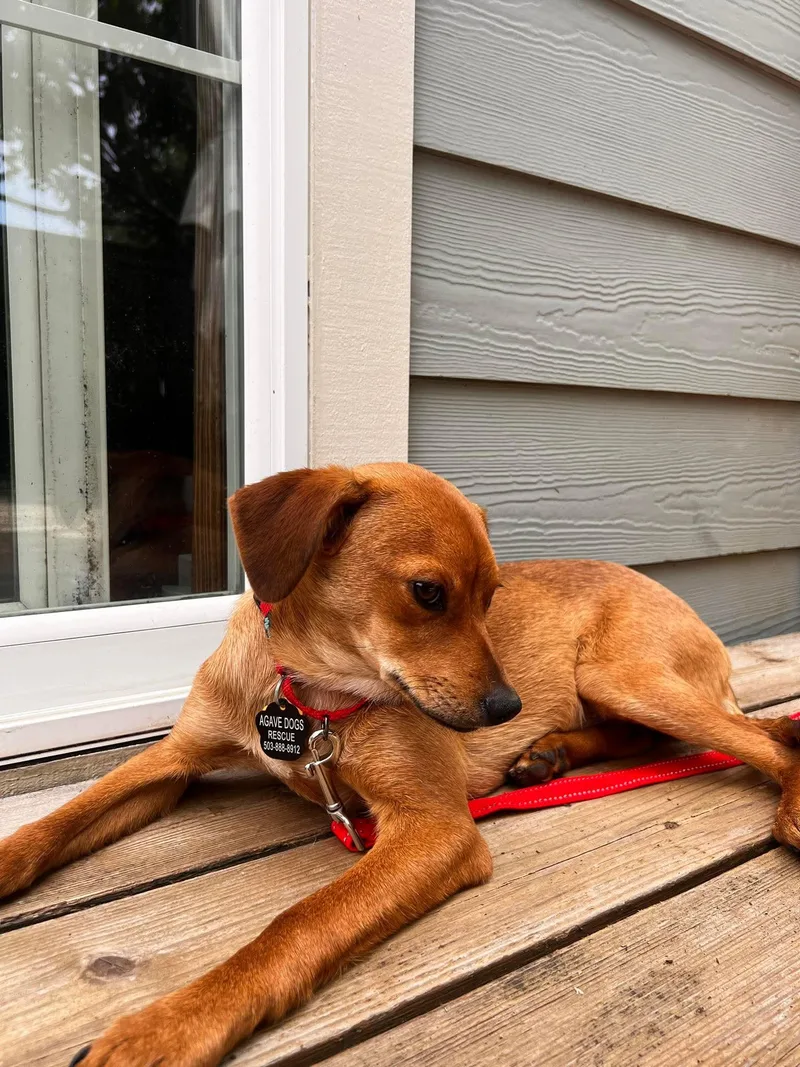 A young small-sized female Red / Chestnut / Orange Chihuahua dog named Paprika for adoption in Beavercreek, OR