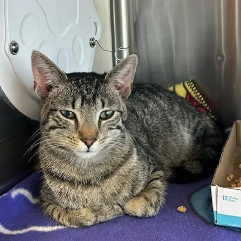 A young medium-sized male Domestic Short Hair cat named Timothee for adoption in Knoxville, TN