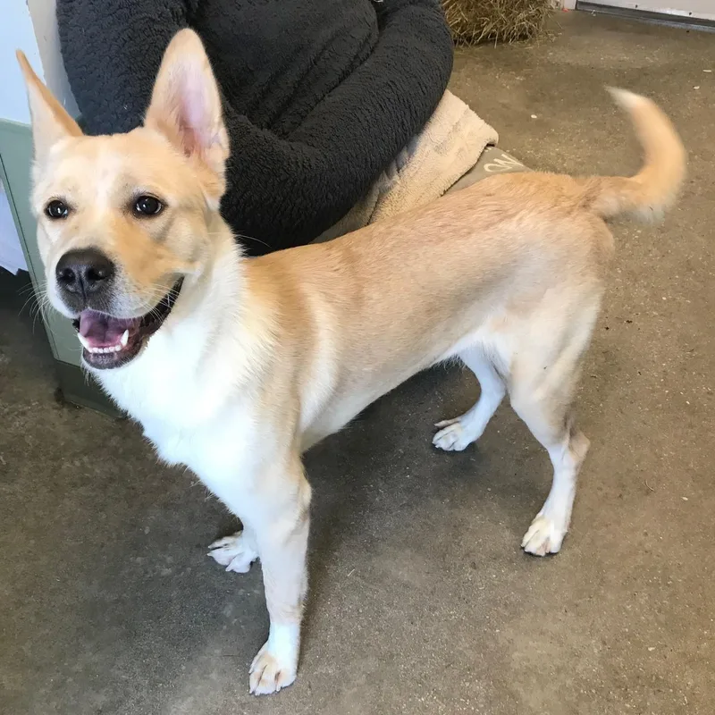 An adult large-sized female Yellow / Tan / Blond / Fawn Canaan Dog dog named Popcorn for adoption in Windsor, CT