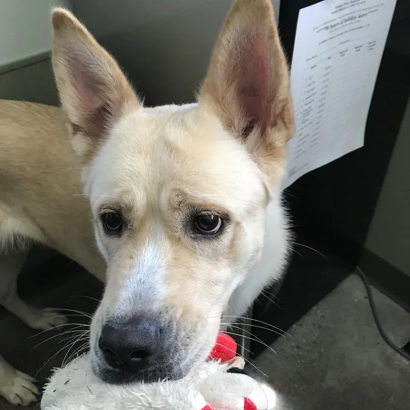 Popcorn thumbnail 2