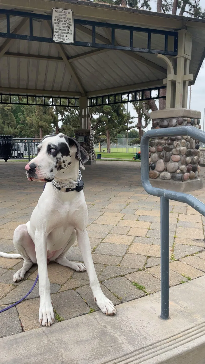 An adult extra large-sized female White / Cream Great Dane dog named June for adoption in Long Beach, CA